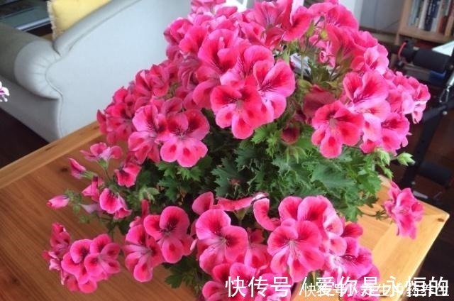 花儿|家里常扔的一种“皮”，水里泡一泡，浇花响当当，叶片肥壮花儿旺！