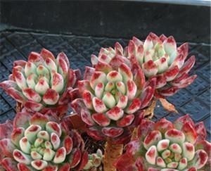 蓝苹果|养棵多肉蓝苹果,大水大肥伺候,一年能爆10个头,养成群生肉墩子