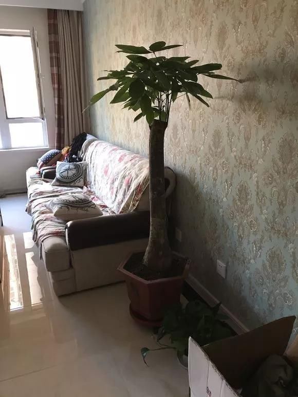 4种花现在还不能多浇水,少浇水反而长得旺,非常适合懒人盆栽