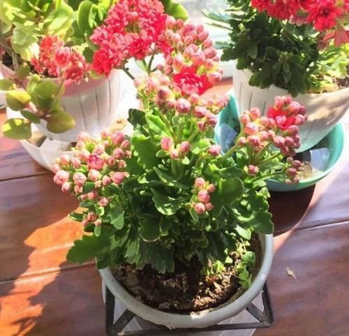 忌讳|养长寿花,将“4忌4喜”进行到底,爆盆开花只是分分钟的事情