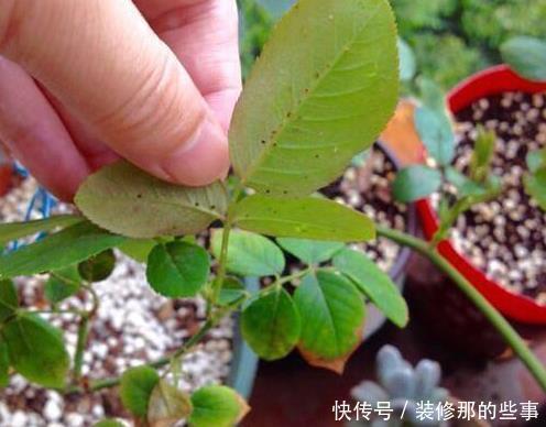  花草长了虫，用家里一些小玩意，一喷就消灭光，药都不用买！