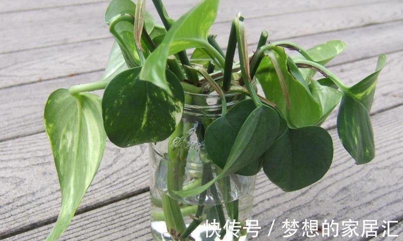 生根剂|生根剂的3种替代品,秋季养花少不了