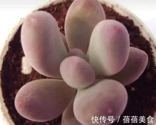 冬天值得你拥有的8种粉色多肉,好养护又漂亮