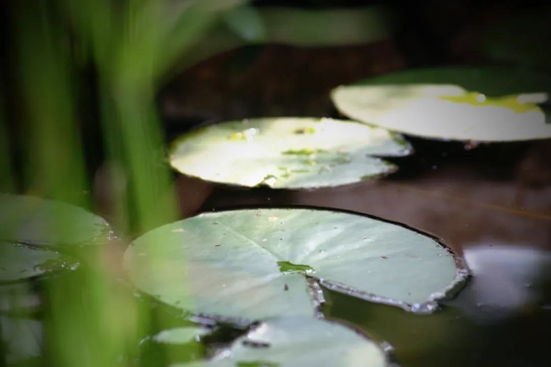 广钦|修行从忍辱开始,16个方法教你如何修
