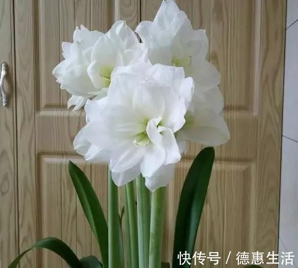 这16种花冬天越浇越死，3个月不管，反而长高个