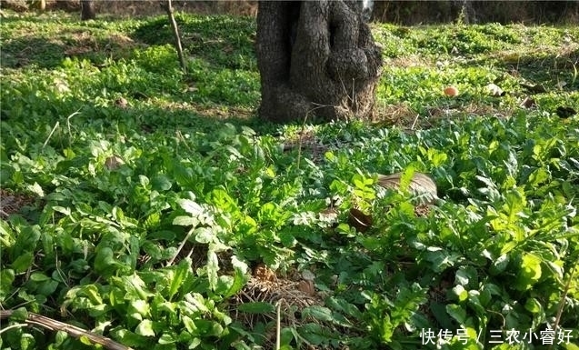 农村荠菜正鲜美,可荠菜长啥样知道吗?
