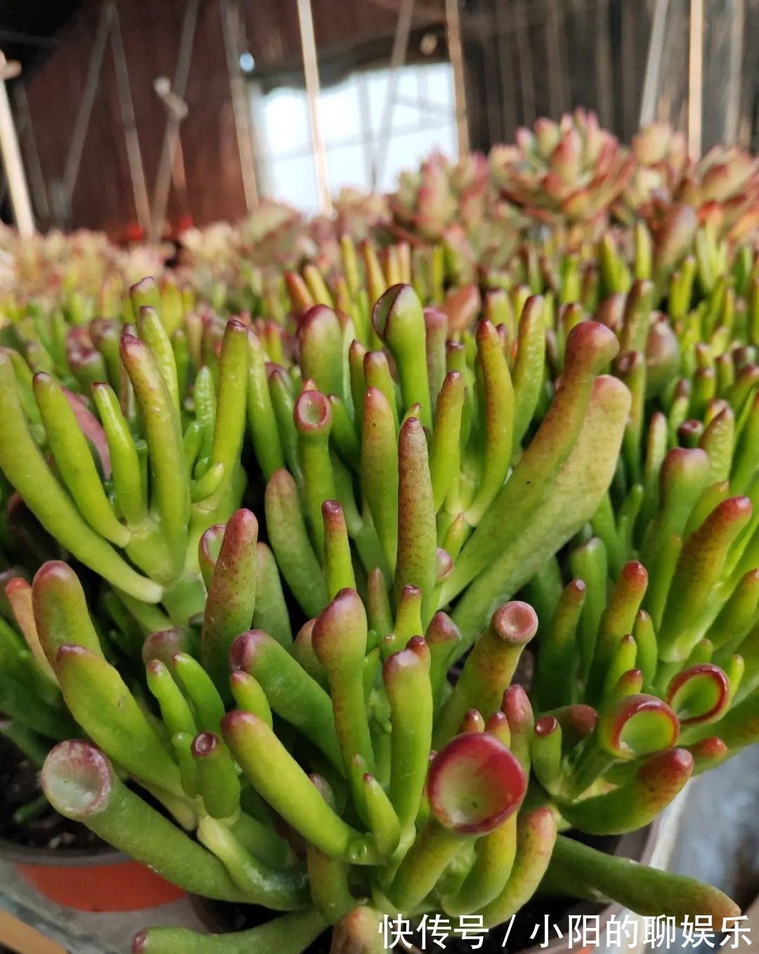 玉树能吸财,叶子长成存钱筒,太阳一晒红彤彤