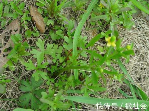 猫爪草|常用此草泡一泡,对抗多种细菌,预防肿瘤细胞,小孩老人都能泡