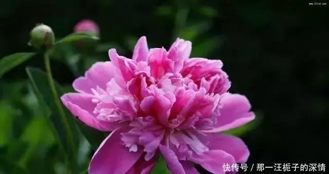 【满城花开，只待君来】洛阳牡丹花开已成海，你来吗？