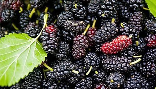 常吃“桑葚”，會帶來3大好處，營養師：但有3點注意，不可忽視