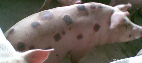 猪丹毒的症状图片,猪丹毒用什么药治疗最