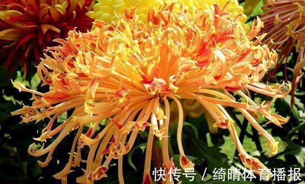 彩龙爪|喜欢玫瑰,不如养盆彩龙爪,似彩龙出海,资貌绝伦