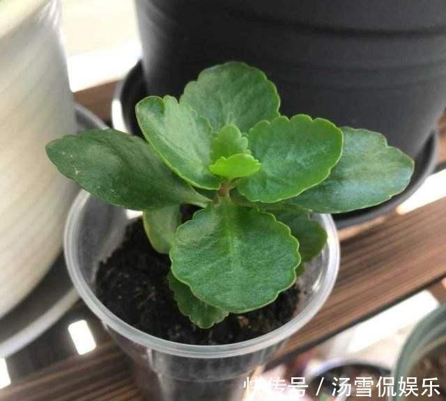 加点肥|长寿花“睡醒了”,修剪打理一番,加点肥就窜花苞,年前正好开花