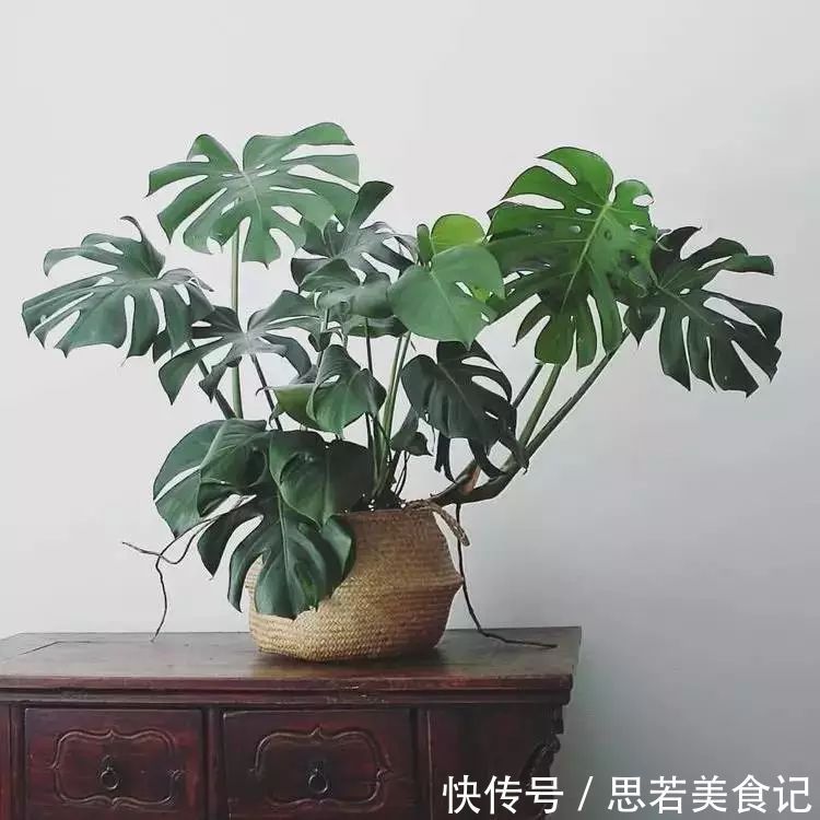 6种“洋气花”，厕所里养的旺，臭味吸光，卫生间变小花园