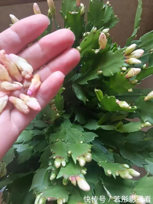 阳台上|蟹爪兰软趴趴?它有“6怕”,避开后,叶片硬如铁,开成大花树