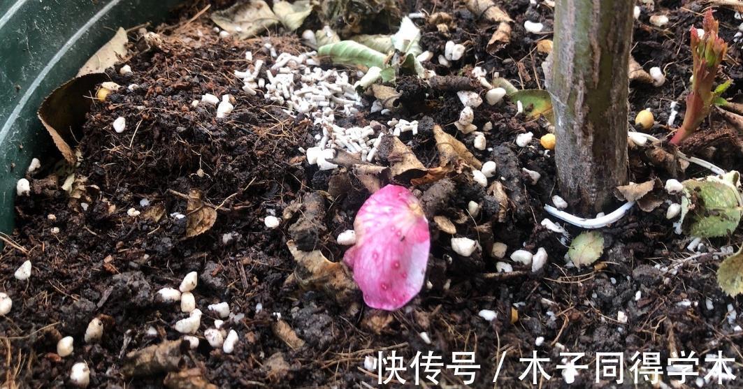 虫害|养花没虫害不是梦,花盆土面撒上它,虫害去无踪