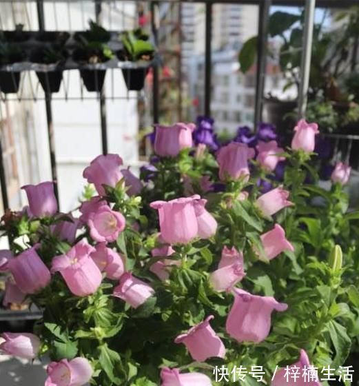 风铃草|此新型盆栽绿植，花型别致美丽，开花频繁，种植简单，在家也能养