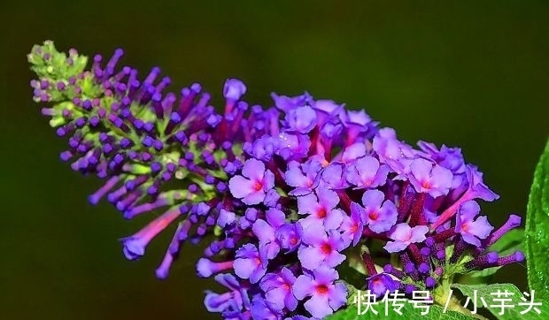 冬月大雪后，养什么花？以下3种花，寓意前程似锦红红火火