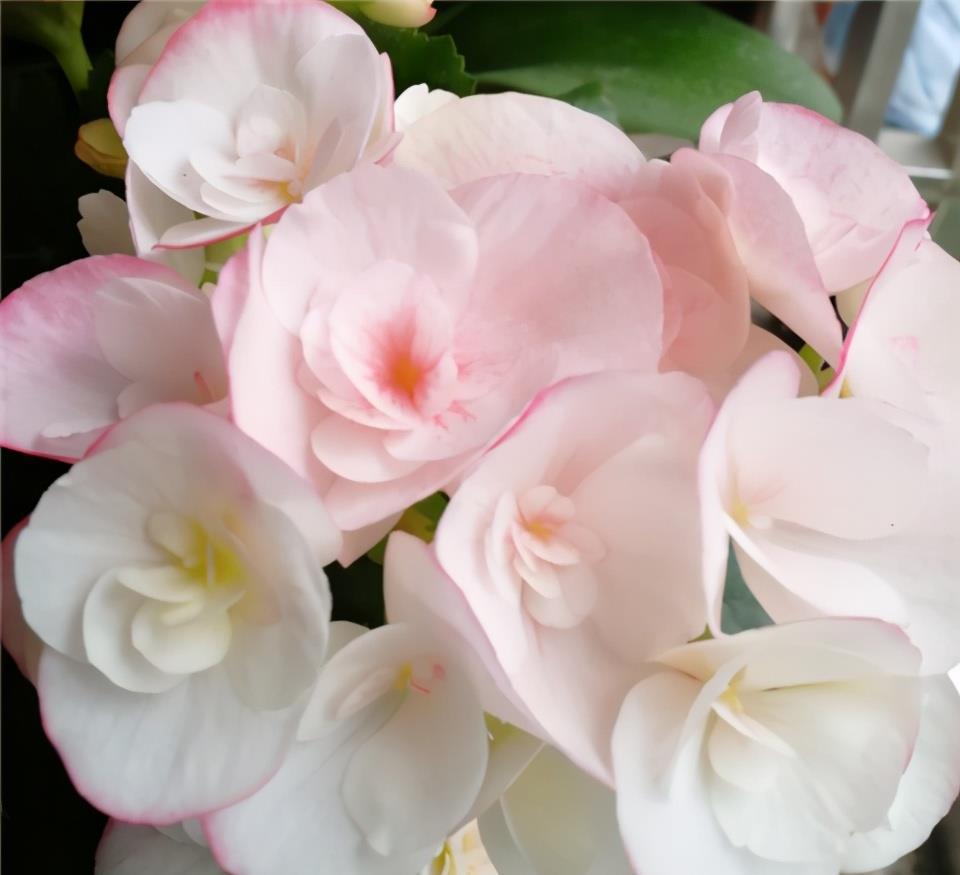 海棠花不开花?搬回室内做好这两点,冬日也能开花