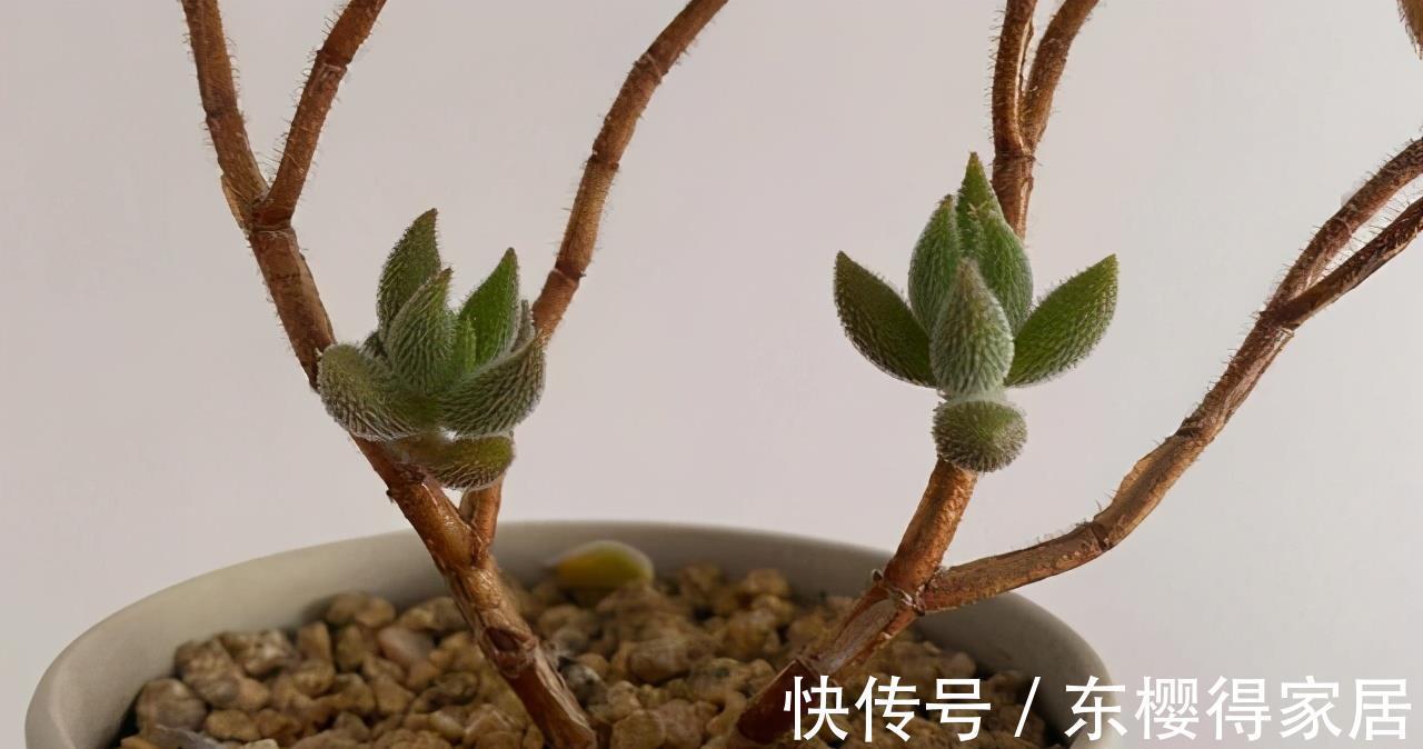 宝贝|多肉新手套餐中收获的宝贝绒针，一年就变成直立老桩，越看越喜欢