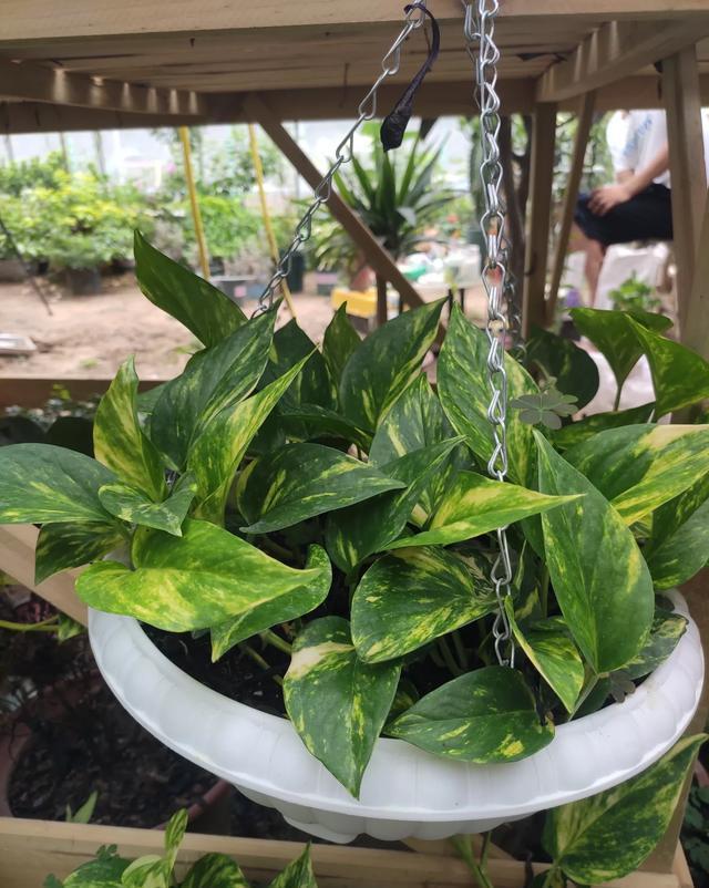 光照|绿萝就要这样养，叶片油亮蹭蹭长，一盆养一年，爬满整面墙