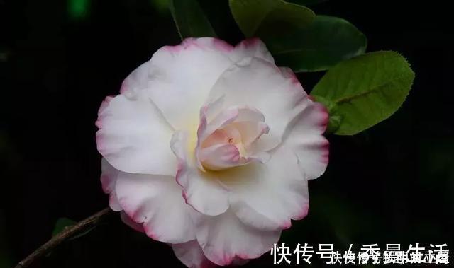 花中娇客|中国传统名花“花中娇客”,30种茶花一开,美了十里八乡