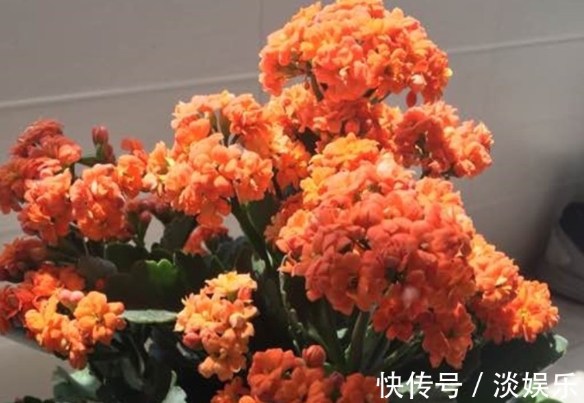 淘米水加点“它”,养啥花都旺,枝粗叶壮、开花多