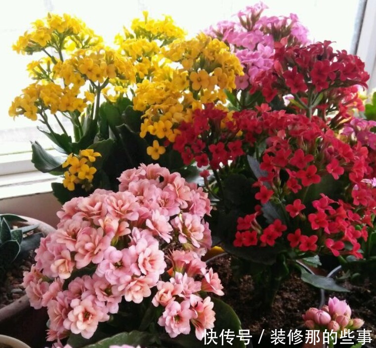 4种花自带财运，好养易活不招虫，一点散光就能蹭蹭长