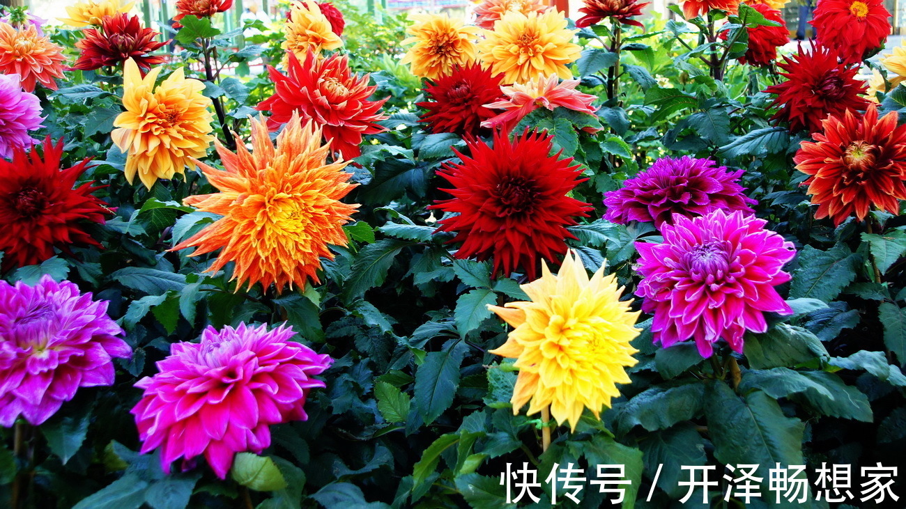 植株|喜欢养护花卉,就养护3种花卉,花色绚丽,花期长,妖娆多姿