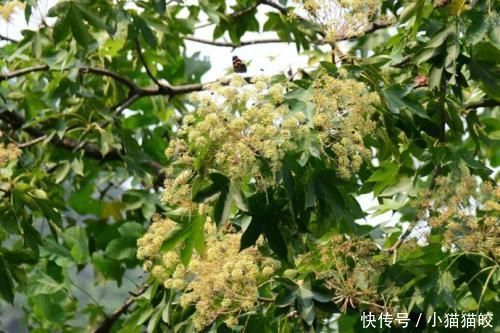 家具|刺楸木质坚硬细腻、花纹明显,好制作高级家具、乐器、工艺雕