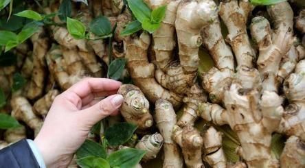 草本植物|农村不起眼的野草,城里人却要花钱买,原来有6大好处