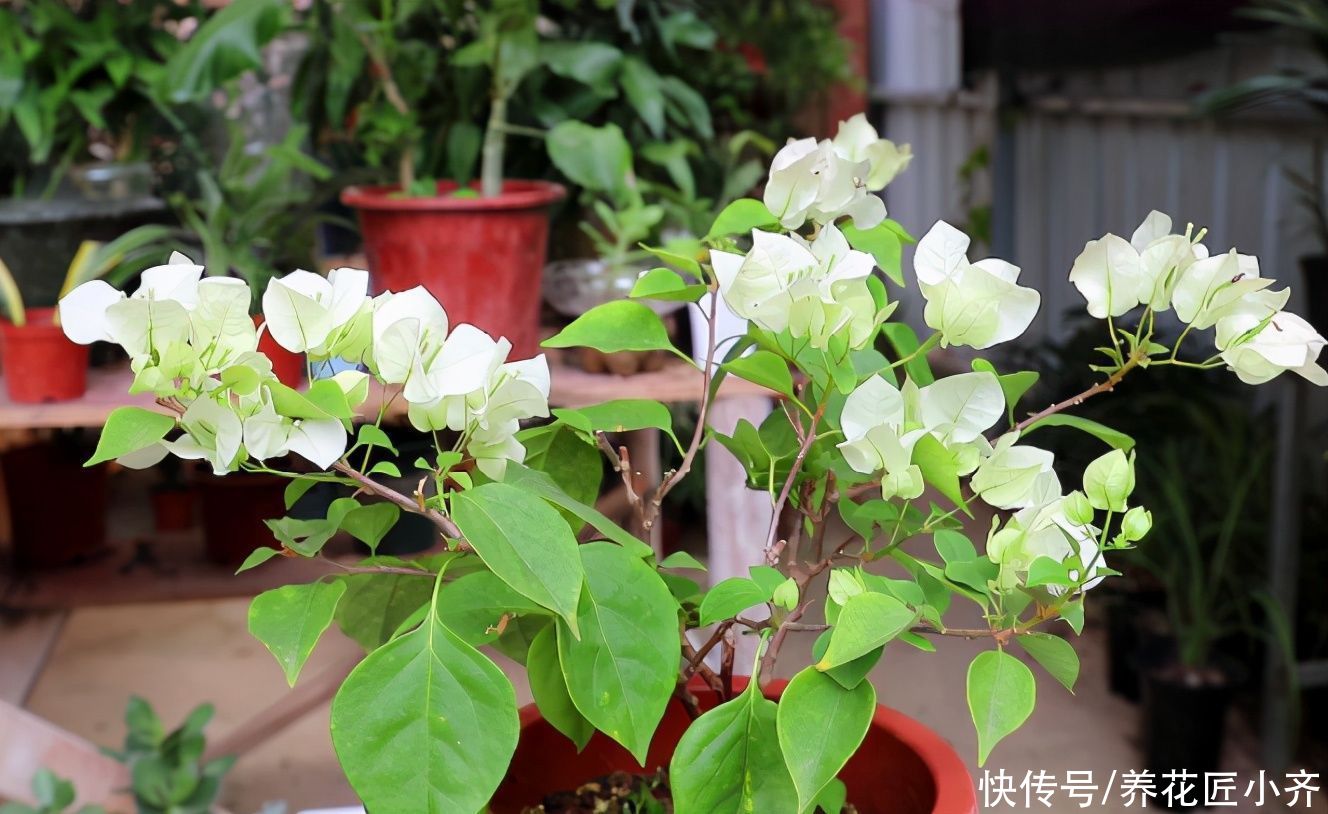 三角梅出室不能早，否则花芽全落掉，做好3步，室内开成“花球”