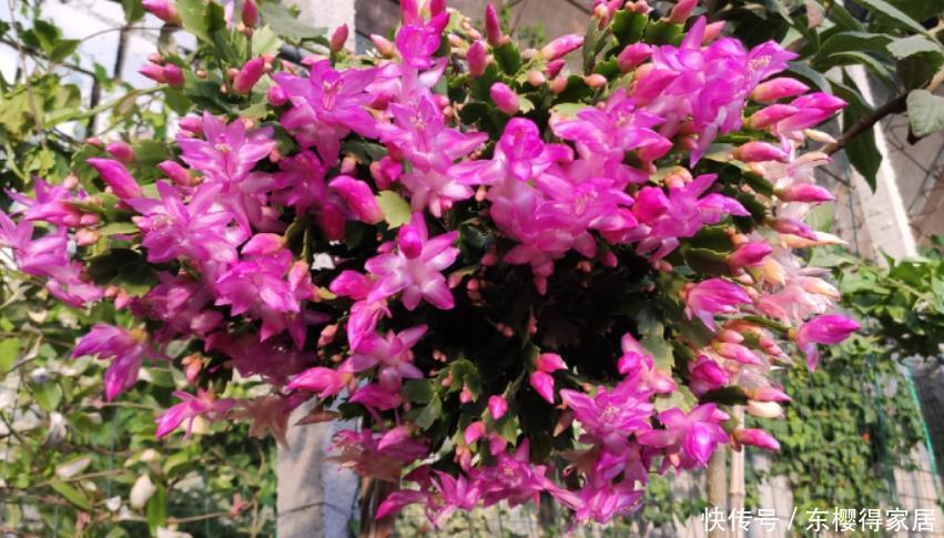 蟹爪兰正在开花,做好“1多2不缺”,有效延长花期,开花更整齐