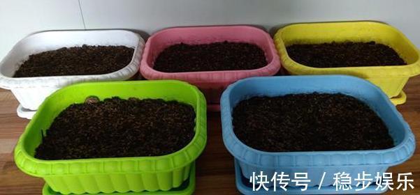 打算给花草换盆,却苦于没钱买营养土不怕,用这些废料就够了