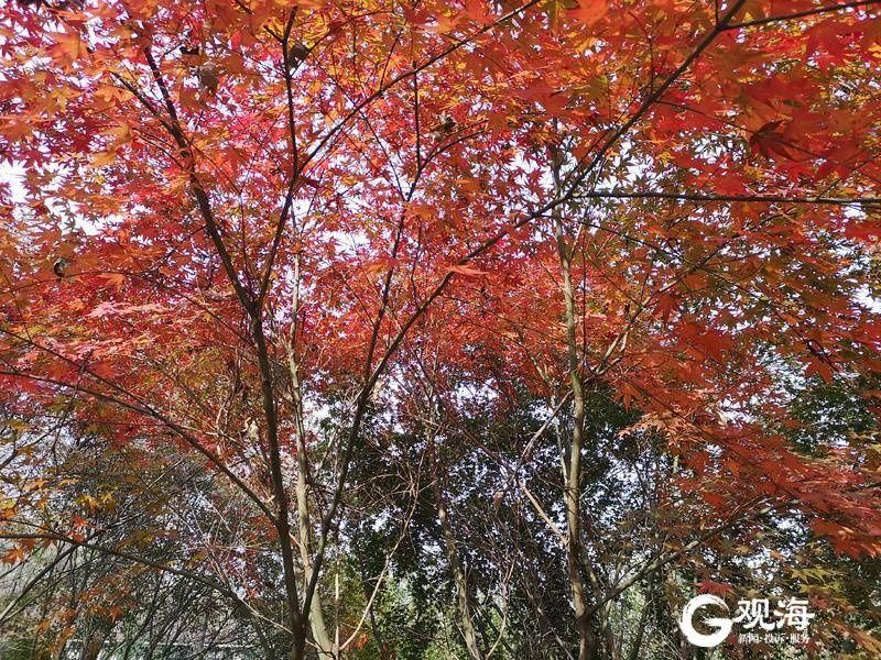 植物园|青岛植物园：冬日赏景好去处