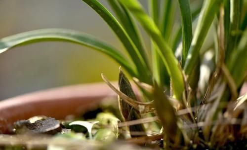 兰花叶子发黑如何补救?简单、有效、又安全的4招