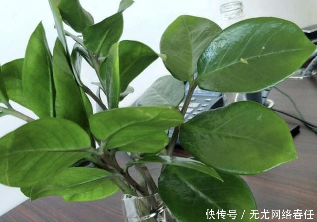 金钱树|2种“旺财树”,养在家里“镇宅”,比兰花都好,还能净化空气!