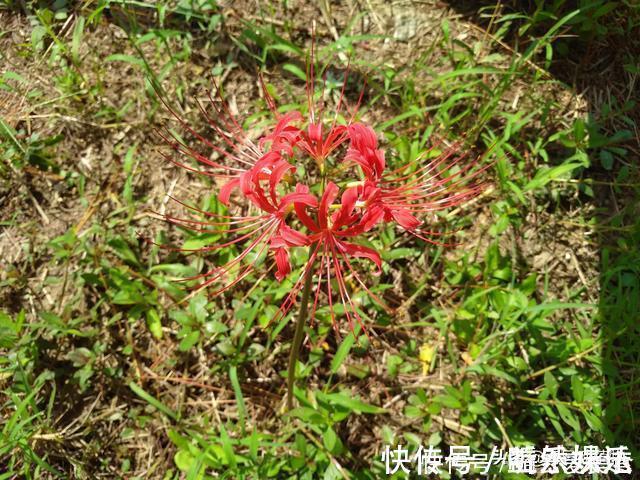 开花不见叶,花叶生生世世永不能相见的植物,还有一个好听的名字