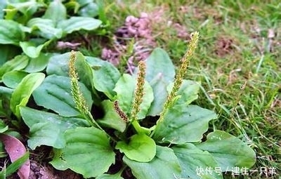 农村这种常见的野草,竟然是藏在民间的治病草药,你见过吗?