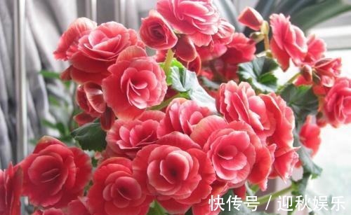 众说纷纭，丽格海棠真的难养它只是生长条件高，养开花并不难