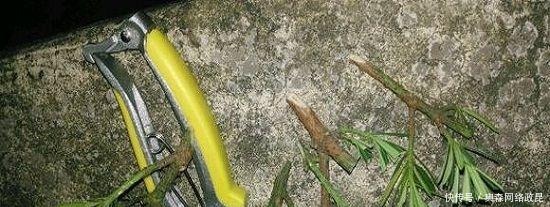 扦插|种棵罗汉松,招财又长寿,嫌太贵自己种,一根枝条就能活!