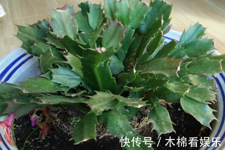 蟹爪兰叶子又薄又暗,坚持1个月,9月开始长出“硬朗叶”,太密了