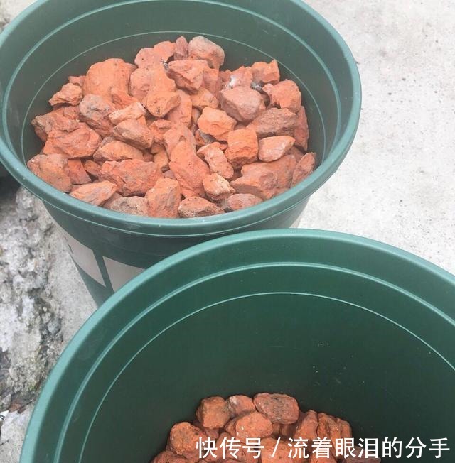 冬天出门“溜一圈”，看到“它们”捡回家，全都是养花宝贝！