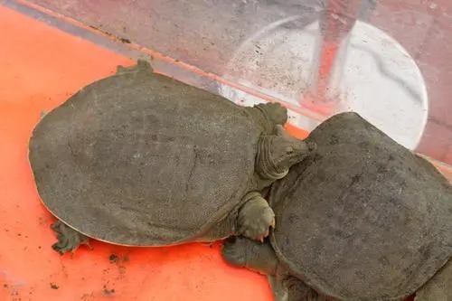 混合痔|痔疮最佳的治愈方法,这三种食材早晚来一点,快速治好痔疮不复发!