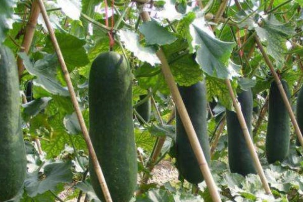 芥菜|有甲状腺结节的人,常吃4种食物,化瘀散结,预防甲状腺疾病