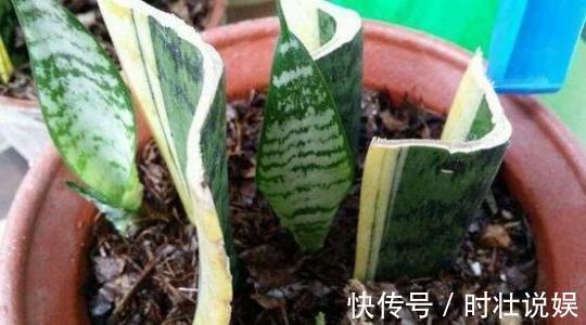 繁殖虎皮兰，用这“2种方法”扦插，20天冒白根，一盆养出好几盆