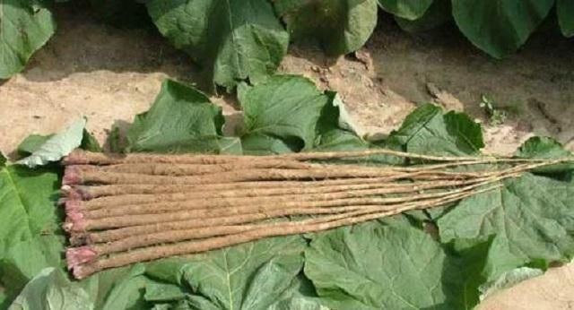 此物|此物能生紫色小果,被称“东洋参”,乡下很常见,却被人当成野草