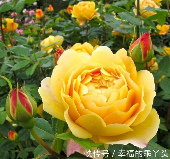 最值得入手的月季,黄金庆典