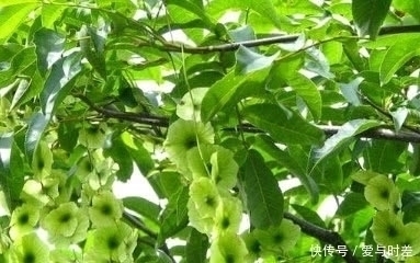 南瓜|血糖高不要老吃药多吃这几样天然小食材,稳定血糖更健康