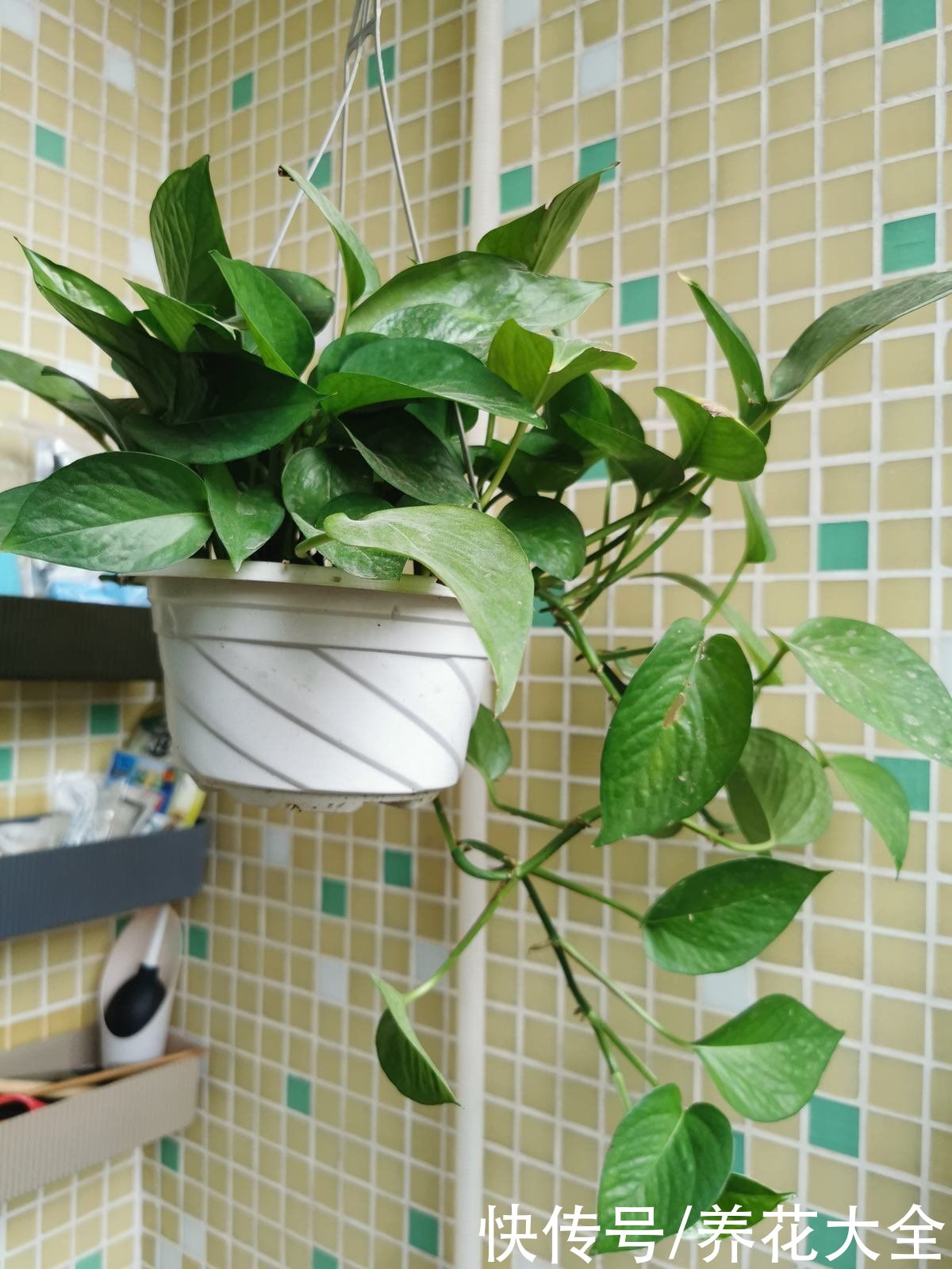 家里养5种爬藤花，半年就能爬满墙，看着超治愈